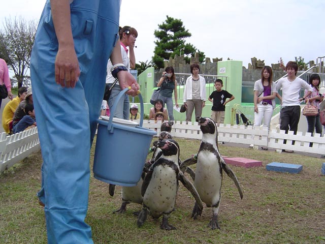 とにかく可愛い♪ペンギンたちのおさんぽ