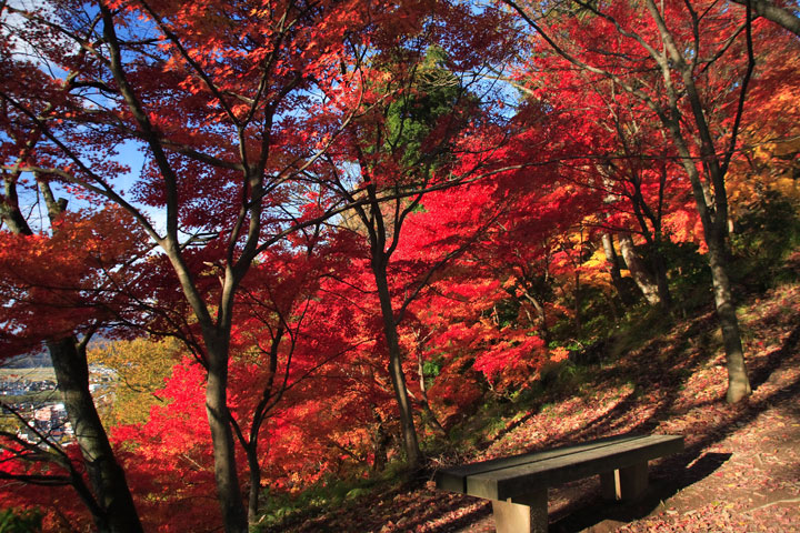 西山公園(福井県鯖江市)のもみじ